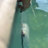 Seringue une dose colorant bleu fuite piscine